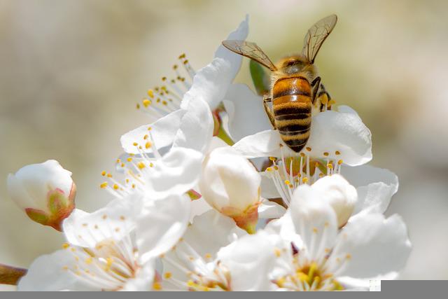 bee-pollination
