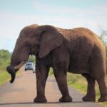 elephant_crossing road