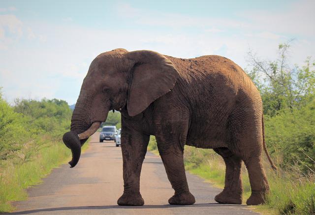 elephant_crossing road