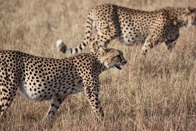 Project Cheetah