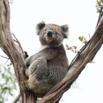 Australia_koala