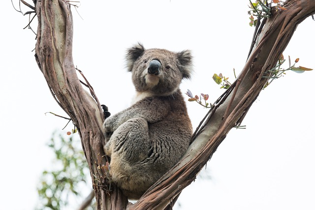 Australia_koala