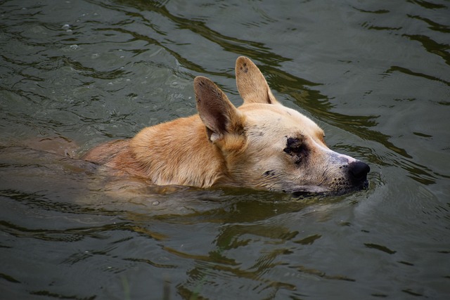 dog_drowning