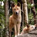 Dingoes_in_Australia