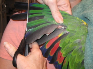The feathers of a Macaw being clipped