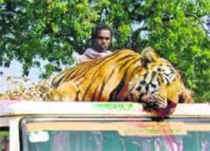 Tiger-tragically-killed-heart-breaking-scene