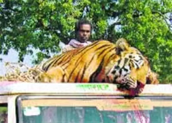 Tiger-tragically-killed-heart-breaking-scene